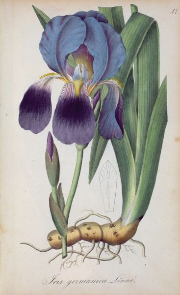 Sawsan in Arabic, Iris, grows wild in the Shaam area (Palestine, Lebanon and Syria) Fauna Illustration, Illustration Botanique, Botanical Illustration Vintage, Iris Flower, Vintage Botanical Prints, Purple Iris, Images Vintage, Botanical Painting, Scientific Illustration