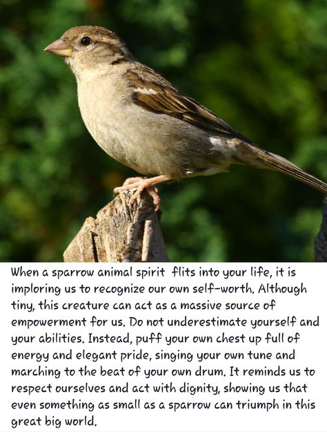 Sparrow Totem Spiritual Meaning Of Sparrow, Sparrow Meaning, Bird Drawing Tattoo, Sparrow Bird Drawing, Sparrow Symbolism, Druid Shaman, Bird Signs, Blue Sparrow, Spirit Animal Meaning