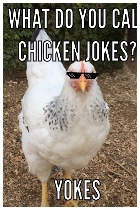 Jklol! Crazy chickens! Chicken Funny Humor, Chicken Puns, Chicken Memes, Friday Jokes, Farm Jokes, Chicken Jokes, Xmas Jokes, Comedians Jokes, Hatching Chickens