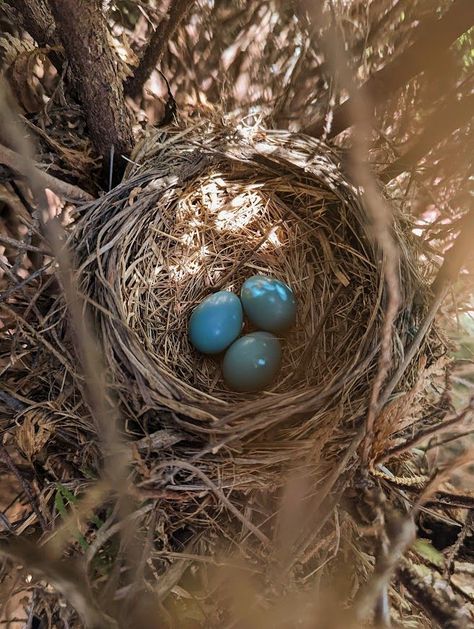 Robin Eggs in Spring Robin Aesthetic, Robin Eggs, Moodboard Images, Bird Eggs, Robin Bird, Robins Egg, Robins, Fertility, Mother Nature