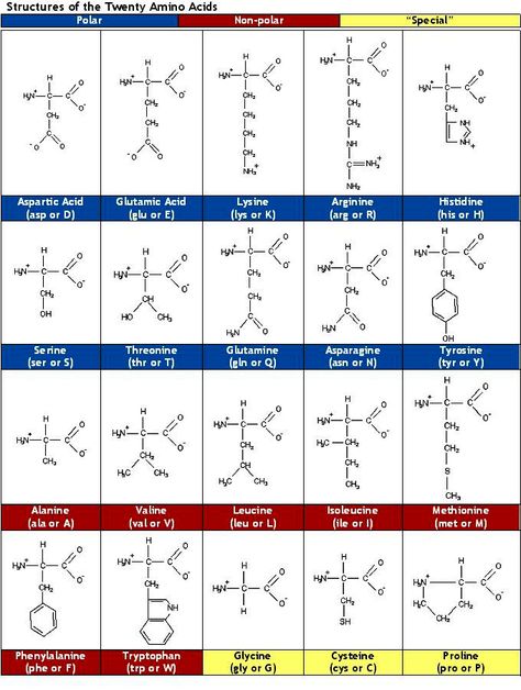 Structures of the Twenty Amino Acids Organic Chem, University Of Queensland, Chemistry Education, Chemistry Classroom, Science Chemistry, Easy Paper Crafts Diy, Organic Chemistry, Med School, Amino Acid