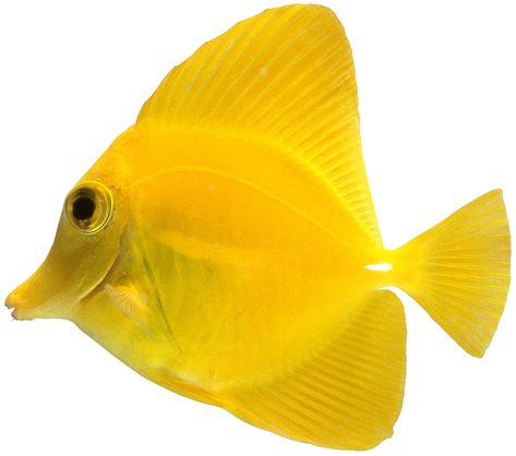 Yellow Tang | Yellow Tang Fish Facts | DK Find Out Drawing List, Fish Facts, Yellow Tang, Tang Fish, Fish Icon, Yellow Fish, Summer Backgrounds, A Level Art, Fish Print