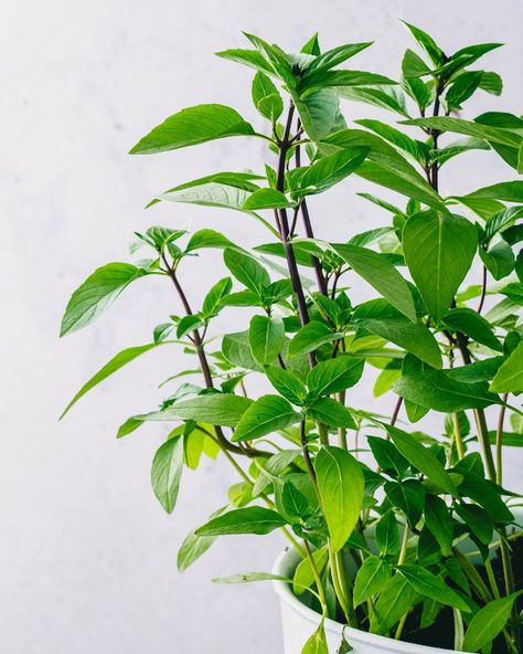 Thai Basil Plant, Thai Basil Recipes, Thai Basil Fried Rice, Basil Fried Rice, Thai Basil Chicken, Pan Fried Tofu, Vegetable Spring Rolls, Cooking Jasmine Rice, Marinated Tofu