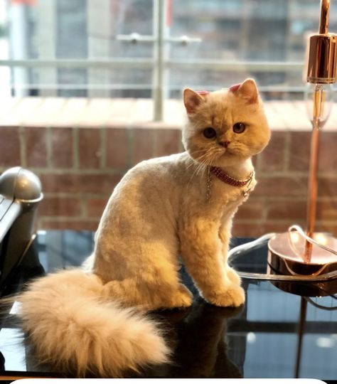 Lion Cut Cat, Cat Hairstyle, Persian Cat Haircut, Cat Grooming Styles, Land Creatures, Cat Haircut, Animal Grooming, Grooming Business, Cut Cat