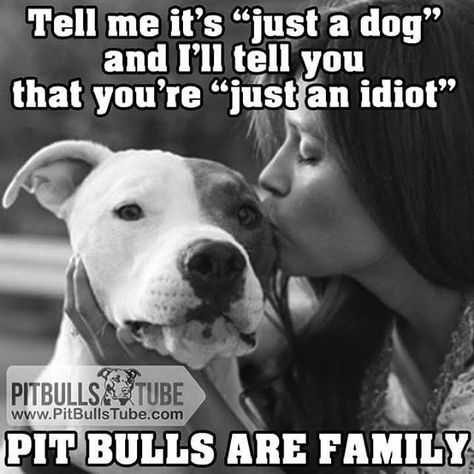 See this Instagram photo by @tattooedstick • 1 like Pitbull Facts, Pitbull Quotes, Dog Heaven, Lovers Quotes, Pit Bull Love, Pitbull Lover, Pitbull Puppies, Bully Breeds, American Pitbull Terrier