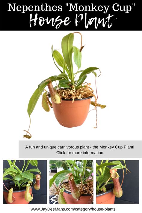 Indoor Carnivorous Plants, Monkey Cup Plant, Weird Indoor Plants, Carnivorous House Plants, Pitcher Plant Care, Monkey Plant, Carnivorous Plants Greenhouse, Carnivorous Pitcher Plant, Inside Garden