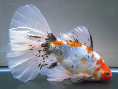 Bristol shubunkin Calico Goldfish, Shubunkin Goldfish, Common Goldfish, Comet Goldfish, Aquarium Goldfish, Goldfish Tank, Fancy Goldfish, Pond Fish, Freshwater Aquarium Fish