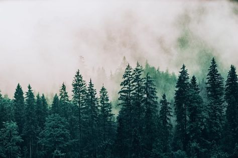 Zoom Wallpaper, 숲 사진, Rocky Mountains Colorado, Wow Photo, Green Art Print, Conifer Trees, Foggy Forest, Forest Wallpaper, Pine Forest