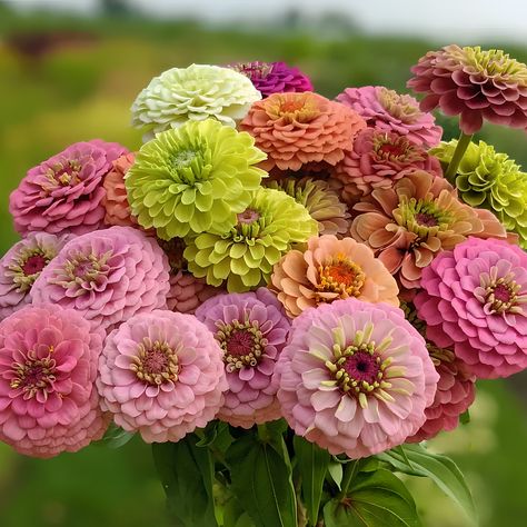 Double Zinnia Mixed Color Seeds – Spring Garden Double Zinnia, Pyrethrum Daisy, Color Seeds, Plants Unique, Zinnia Seeds, Zinnia Garden, Rare Roses, Zinnia Flowers, Seed Saving