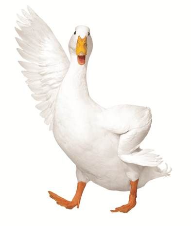 Aflac Duck, Goose Drawing, Duck Pictures, Duck Photo, Photo Elements, Pet Ducks, Duck Art, Funny Duck, Marketing Campaign