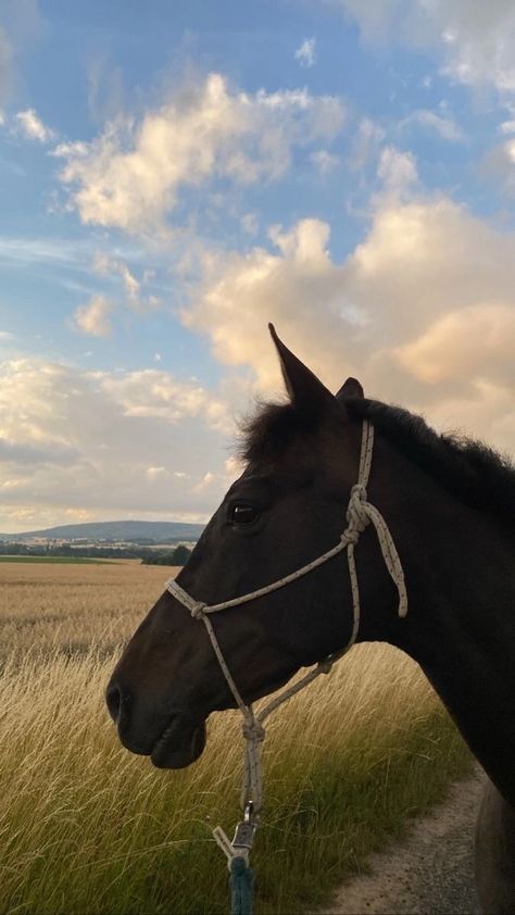 Equestrian Aesthetic Wallpaper, Horse Photography Poses, Horsey Life, Horse Riding Aesthetic, Horse Wallpaper, Horse Aesthetic, Horse Crazy, Equestrian Life, Cute Horses