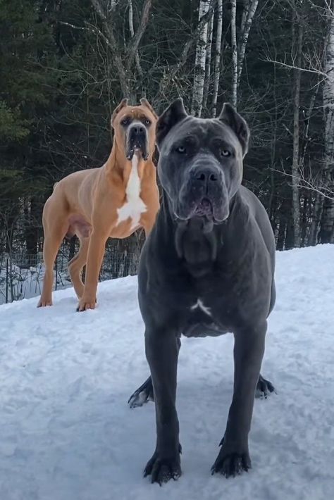 cane corso, cane corso dog, cane corso aesthetic, cane corso puppies, king corso dog,cane corso italian mastiff, dog tattoo, dog tattoos, dog wallpaper, dog tattoo ideas, dog aesthetic, dog tattoo ideas small, dog print tattoo, dog drawing, dog line tattoo, dog painting, dog ear tattoo, dog quotes, dog pfp, dogs tattoo ideas, dogs, dog tattoo minimalist, dogs tattoo ideas, dog tattooes, dog line art tattoo, dogs aesthetics. Grey Cane Corso Dog, Came Corse, Kane Corso Dog, Brown Cane Corso, King Corso Dog, Dog Line Art Tattoo, Big Dogs Breeds, Biggest Dog In The World, Line Art Tattoo