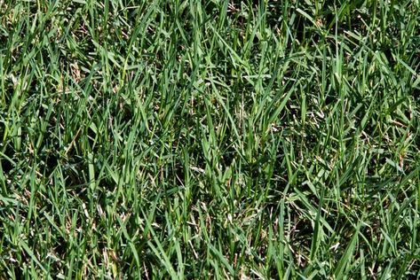 To maintain a year-round green lawn, it may require combining warm-season bermudagrass (Cynodon spp.) with cool-season fescue (Festuca spp.). To mix bermudagrass with fescue, overseed a bermudagrass lawn with a fine fescue blend for green grass all winter. Epsom Salt For Grass, Bermuda Grass Seed, Fescue Grass Seed, Plant Identification App, Environment Artist, Fescue Grass, Bermuda Grass, Types Of Grass, Grass Type