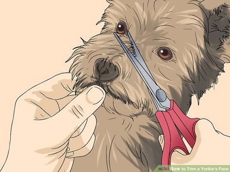 Grooming Yorkies Faces, How To Groom A Yorkie At Home, Shorkie Haircut Styles, Short Yorkie Haircut, Yorkie Puppy Haircuts, Yorkie Puppy Cut, Yorkie Grooming, Grooming Yorkies, Yorkie Puppy Care