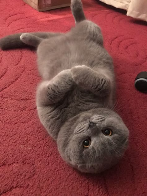 Gray Scottish Fold Cat, Scottish Fold Kitten Grey, Scottish Cat, British Blue Cat, Cat Races, Chartreux Cat, Scottish Fold Kittens, Scottish Fold Cat, Dream's Cat