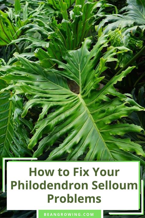 Philodendron Selloum Care, Selloum Plant, Plant Food Diy, Philodendron Selloum, Philodendron Care, Popular Plants, Plant Mama, Container Garden Design, Philodendron Plant