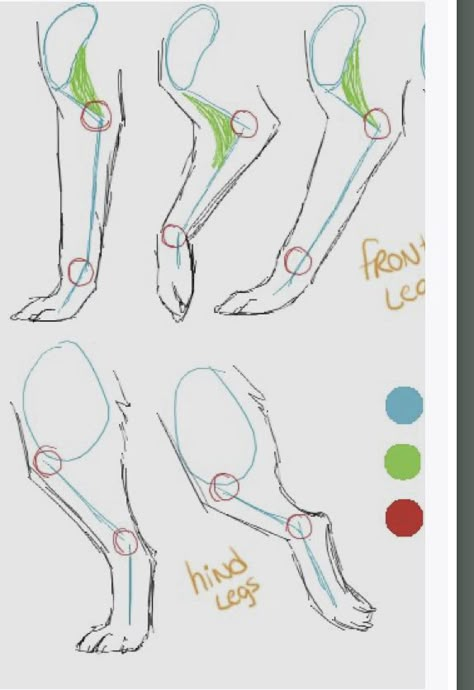 Wolf Anatomy, Canine Anatomy, Leg Anatomy, Paw Drawing, Wolf Sketch, Cat Drawing Tutorial, Drawing Legs, Dog Anatomy, Cat Anatomy