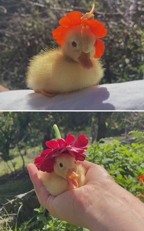 Fancy Hat Duck With Flower Hat, Ducks With Hats, Duck With Flower, Duck Pics, Dancing Duck, Duck Hat, Duck Tattoos, Duck Pictures, Duck And Ducklings