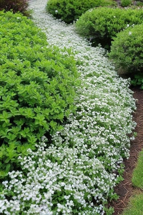 6 Ground Cover Plants With White Flowers Myrtle Ground Cover, Vinca Ground Cover, Irish Moss Ground Cover, Ground Covers For Sun, Ground Cover Plants Shade, Plants With White Flowers, Ground Cover Shade, Best Ground Cover Plants, White Flowering Plants