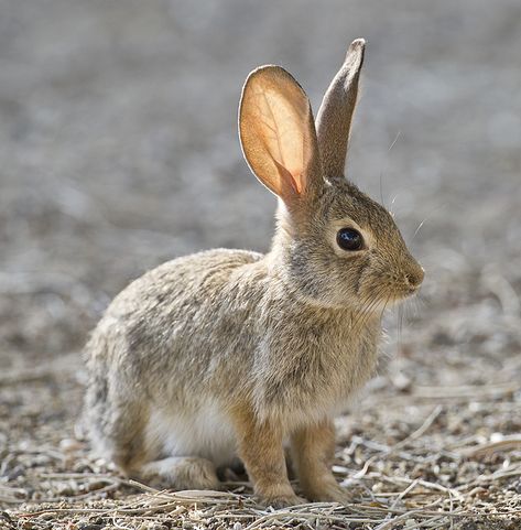 Bobtail Squid, Hare Drawing, Wild Rabbits, Wild Bunny, Rabbit Pictures, Bunny Pictures, Rabbit Art, Bunny Art