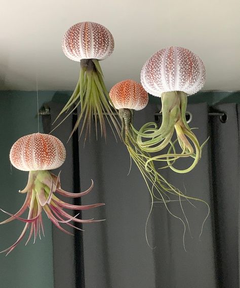 Floating Jellyfish, Tillandsia Usneoides, Air Plants Diy, Hanging Jellyfish, Urchin Shell, Sea Urchin Shell, Tillandsia Air Plant, Starting A Garden, Sea Urchin