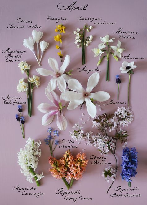 August Flowers, July Flowers, October Flowers, September Flowers, April Flowers, Rose Blossom, Flower Guide, Photography Flowers, Flower Names