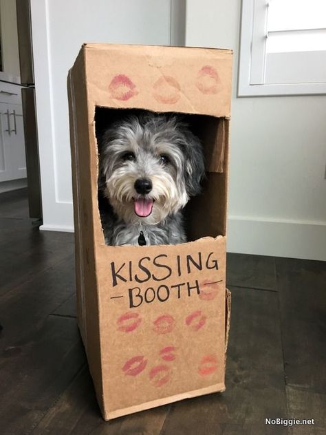 Dog Kissing Booth | 25+ Creative Costumes for Dogs Dog Kissing Booth, Dog Photography Creative, Cute Dog Halloween Costumes, Costumes For Dogs, Most Creative Halloween Costumes, Cute Dog Costumes, Monster Craft, Dog Kisses, Pet Halloween Costumes