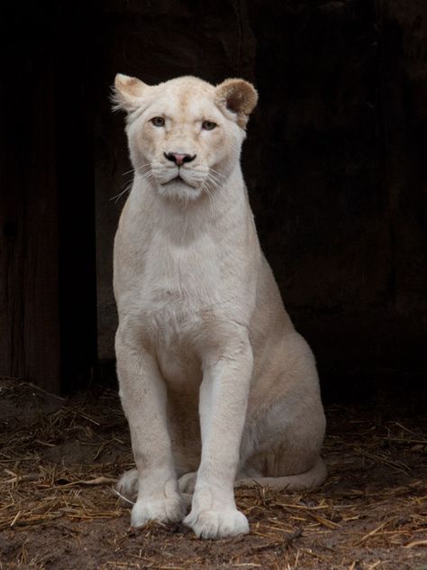 Lion Aesthetic Female, White Lioness, White Lioness Art, White Lion Aesthetic, White Lioness Fantasy Art, Lion Anatomy, Albino Lion, Albino Lioness, Lioness Sleeping