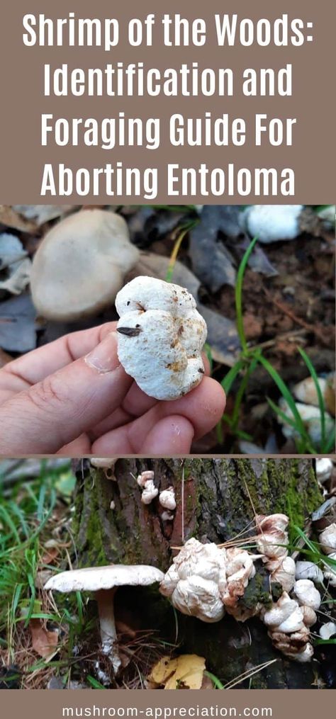 Magic Mushroom Identification, Wild Mushrooms Photography, Mushrooms Photography, Edible Greens, Winter Foraging, Mushrooms Edible, Shrimp Mushroom, Mushrooms Toadstools, Foraging Guide