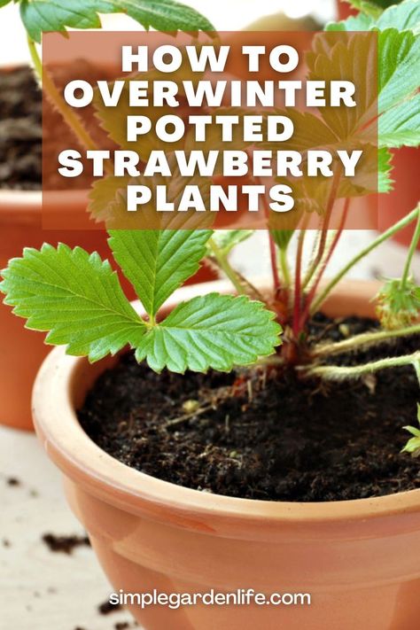 How To Overwinter Potted Strawberry Plants by simplegardenlife.com How To Winter Strawberry Plants, Strawberries In Pots Container Gardening, How To Overwinter Strawberry Plants, Overwinter Strawberry Plants, Strawberry Plants In Pots, Overwintering Strawberry Plants, Wintering Strawberry Plants, How To Winterize Strawberry Plants, Winterize Strawberry Plants