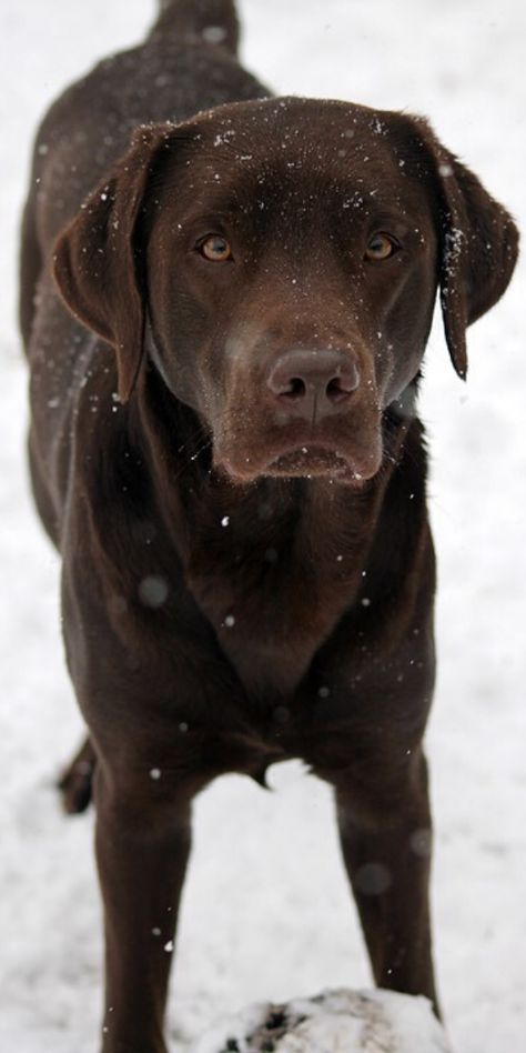 Dogs Labrador Retriever, Cute Dogs Labrador, Scooby Dog, Labrador Retriever Funny, Working Labrador Retriever, Cute Labrador, Chocolate Labrador Retriever, Chocolate Labs, Retriever Puppies