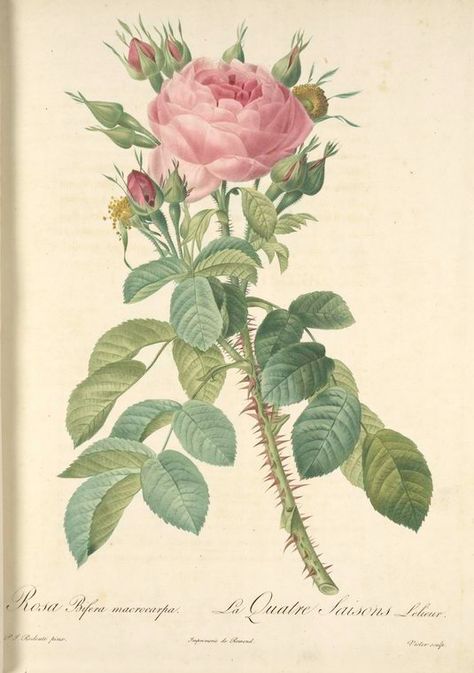 Rosa Bifera Macrocarpa; Rosier de Portland 'Rose du Roi' From New York Public… Thorny Rose, Illustration Rose, Rose Illustration, Language Of Flowers, English Roses, Botanical Drawings, Nature Illustration, Wonderful Images, Picture Library