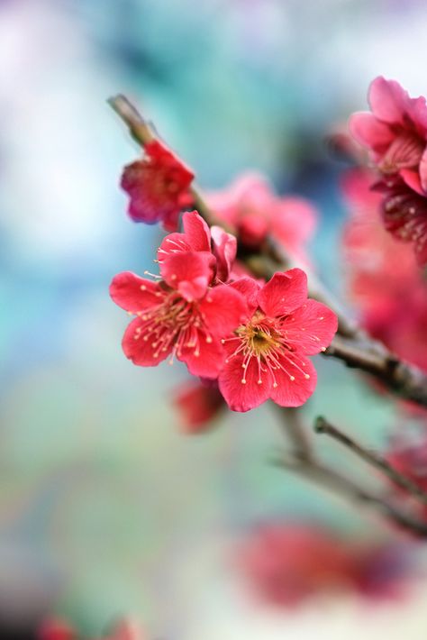 The Best among blossoms is the red plum, whether dark or light in color. Red Plum Blossom, Asian Flowers, Apricot Blossom, Plum Blossoms, Awesome Wallpapers, Red Blossoms, Plum Flowers, Red Plum, Tree Wallpaper