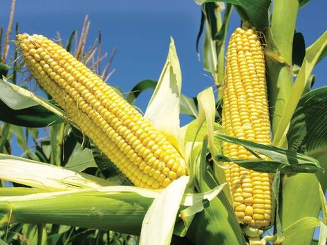 Information about Corn Flint Corn, Field Corn, Growing Corn, Corn Seed, Corn Plant, Yellow Corn, Corn On Cob, Tall Plants, Maize