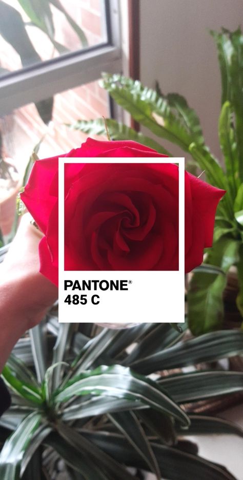 Pantone 485, Plants