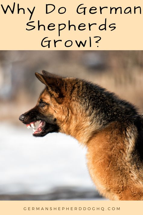 German Shepherd Growling, Growling German Shepherd, Aggressive German Shepherd, Growling Dog, Dog Growling, German Shepherd Training, Reference Pics, Shepherd Puppy, Types Of Dogs