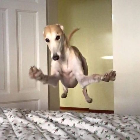 Greyhound Pictures, Whippet Puppies, Best Dog Names, Flying Dog, Whippet Dog, Grey Hound Dog, Cute Cats And Dogs, Funny Animal Pictures, Whippet