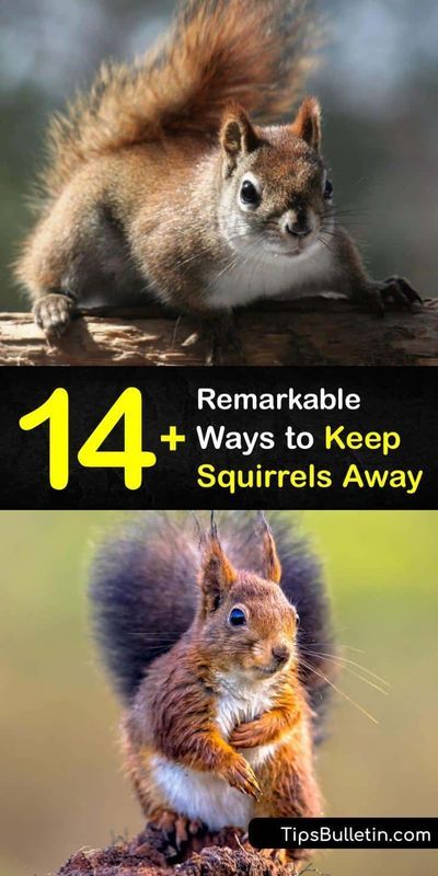 Squirrel Proof Garden, Squirrel Repellant, Squirrel Repellent, Get Rid Of Squirrels, Squirrel Baffle, Squirrel Proof Bird Feeders, Garden Pest Control, Sprinklers, Chicken Wire