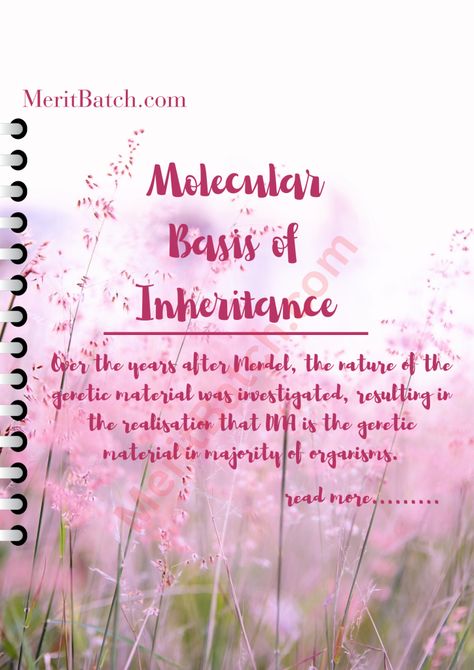 Molecular Basis of Inheritance – CBSE Notes for Class 12 Biology – Merit Batch Molecular Basis Of Inheritance Notes, Class 12 Biology Notes, Molecular Basis Of Inheritance, Biology Class 12, Nitrogenous Base, Rna Polymerase, Dna Polymerase, Dna Helix, Transcription And Translation