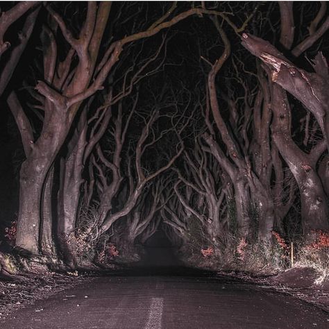 The Dark Hedges, Dark Hedges, Dark Forest, Northern Ireland, Hedges, At Night, Trees, Forest, Road