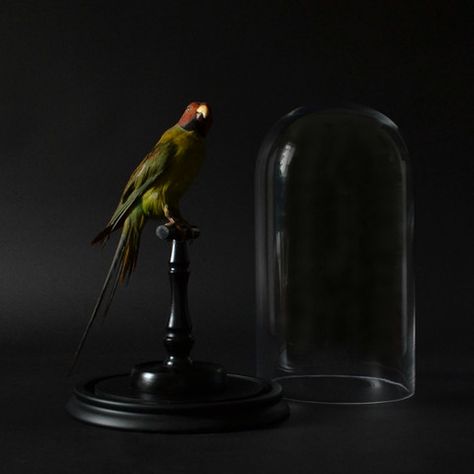 Victorian Mounted Plum-Headed Parakeet Displayed In Glass Dome - Hunter and Rose Victorian Taxidermy, Owl Decorations, Marble Columns, Lion Painting, Damien Hirst, Rare Birds, Owl Decor, Other Space, Tropical Rainforest