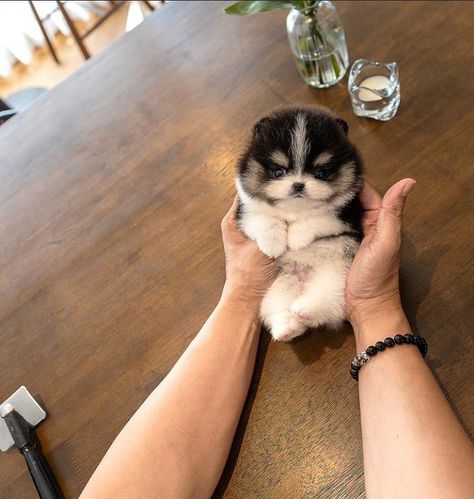 Happy dog day from Elli the cute and sweet teacup ☕️Pomeranian puppy 🐶 now ready for a new home 🏡 Teacup Pomeranian Puppy, Puppy Teacup, Pomeranian Puppy Teacup, Teacup Pomeranian, Dream Dog, Dog Day, Pomeranian Puppy, Happy Dogs, Dog Days