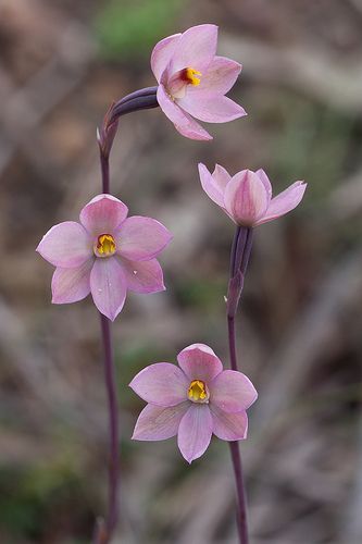 Ground Orchids, Orchid Photography, Orchid Species, Australian Wildflowers, Australian Flowers, Australian Native Flowers, Yarra Valley, Wild Orchid, Orchid Plants