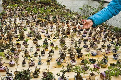 Bonsai Mame, Bonsai Tree Types, Bonsai Techniques, Bonsai Tree Care, Mame Bonsai, Small Pots, Succulent Bonsai, Mini Bonsai, Tiny Plants