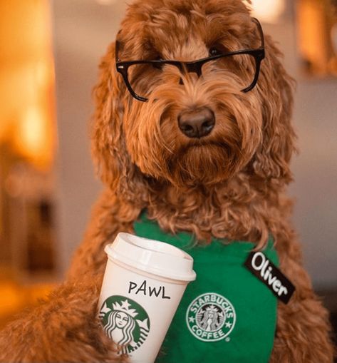 14 Adorable Dogs Dressed Up In Hilarious Halloween Costumes - First For Women Hilarious Halloween Costumes, Funny Looking Dogs, Goldendoodle Mom, Dog Costumes Funny, Chia Pet, Funny Day Quotes, Starbucks Barista, Pet Halloween Costumes, Adorable Dogs