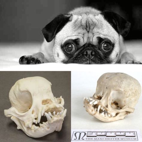 Pug skull Pug Skull, Pug, Cute Dogs, Skeleton, Bulldog, I Hope, Dogs, Animals, Closet