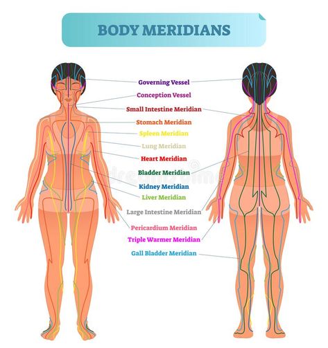 Body meridian system vector illustration scheme, Chinese energy acupuncture therapy diagram chart. Female body with energy paths and corresponding inner organs stock illustration Body Meridians, Meridian System, Acupuncture Charts, Meridian Acupuncture, Meridian Energy, Body Diagram, Pranic Healing, Diagram Chart, Emotional Freedom Technique