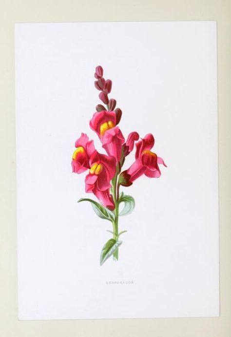 Flower painting in water colours : Hulme, F. Edward (Frederick Edward), 1841-1909 : Free Download, Borrow, and Streaming : Internet Archive Floral Nursery Decor, Sweet Pea Flowers, Illustration Botanique, Pea Flower, Fruit Illustration, Vintage Botanical Prints, Antique Illustration, Botanical Painting, A4 Poster