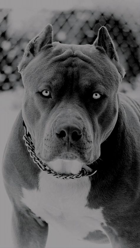 Pitbull Wallpaper, American Staffy, Cute Pitbull Puppies, Pitbull Dog Breed, Pitbull Tattoo, Jaguar Animal, Pitt Bulls, Cute Owls Wallpaper, Pitbull Art