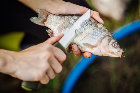 How To Clean A Fish, How To Clean Fish, Cleaning Games, Cleaning Fish, Survival Stuff, Fishing For Beginners, How To Make Fire, Gourmet Chef, Beyond The Sea